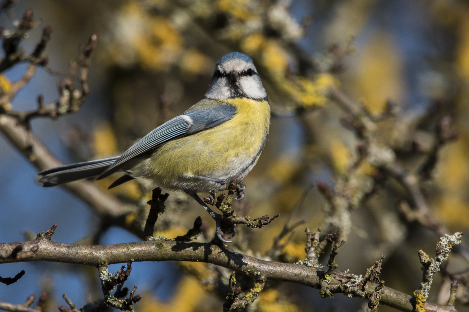 Schön im Sonnenschein Foto &amp; Bild | natur, tiere, vögel Bilder auf ...