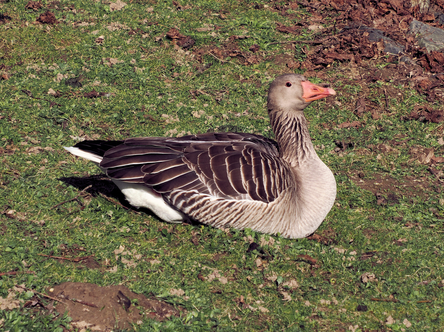 Schön in der Sonne liegen …