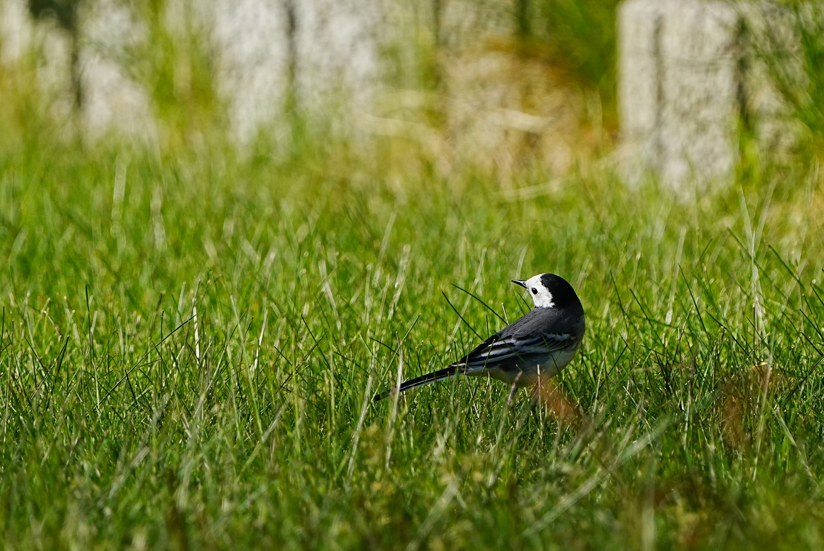 Schön isses im Gras......