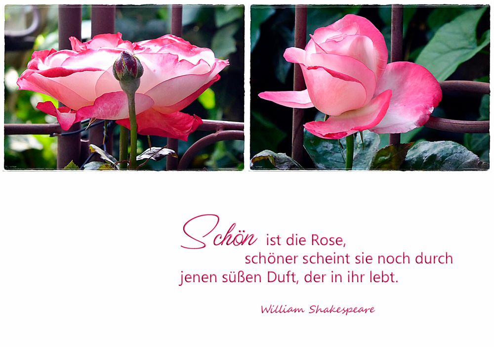 Schön ist die Rose... Foto & Bild natur, rosen, spruch Bilder auf