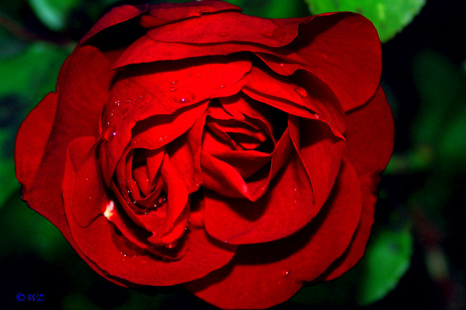 Schön ist die Rose ...
