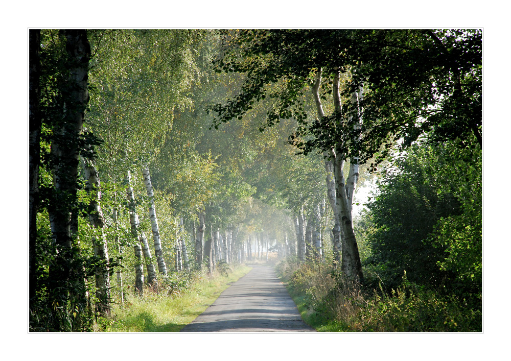 Schön ist es am Morgen durchs Moor zu gehen.