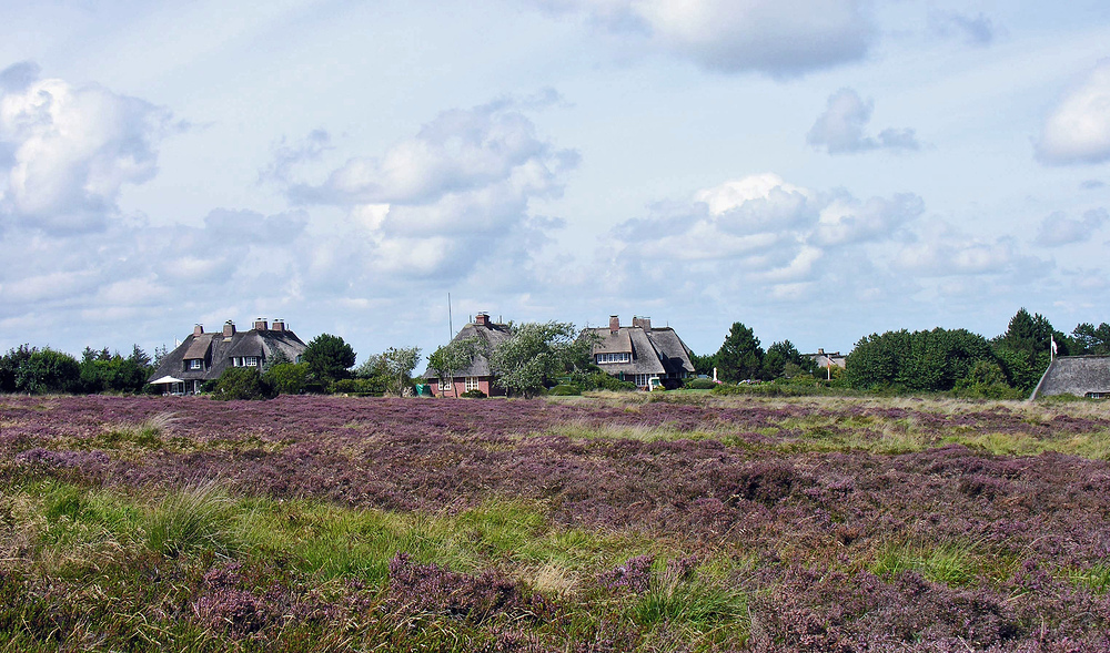 Schön ist es, wenn auch auf Sylt die Heide blüht...