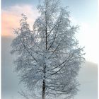 Schön ist im Nebel zu Wandern