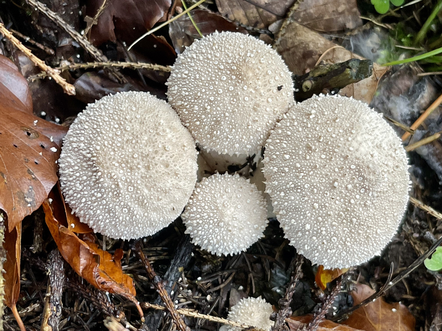 Schön ist im Wald 