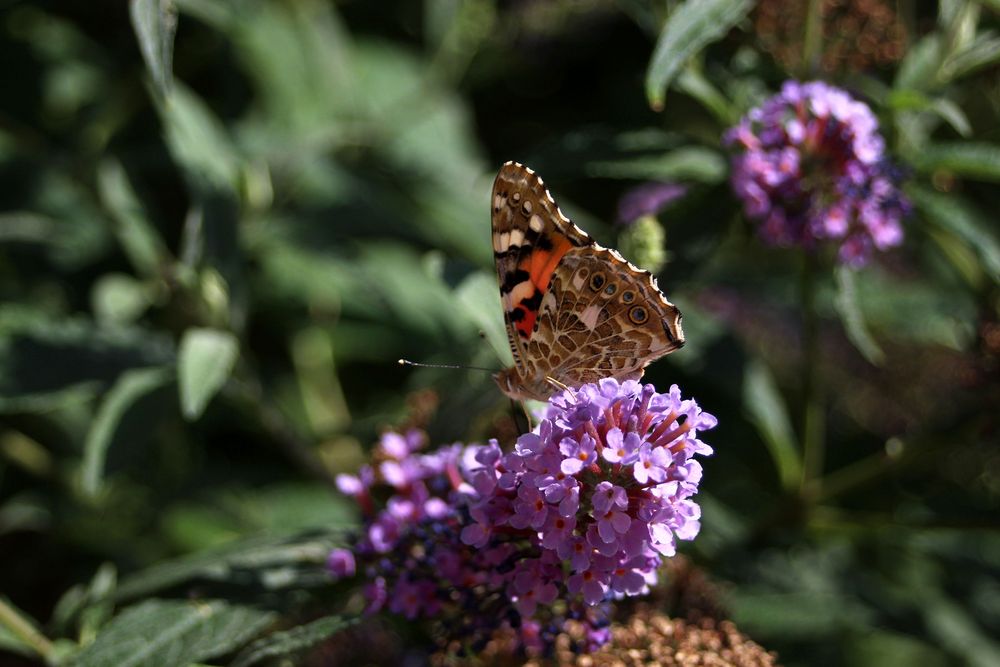 schön langsam die Blüten absuchen