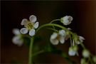 Schön langsam wird's doch Frühling by Ela Ge 