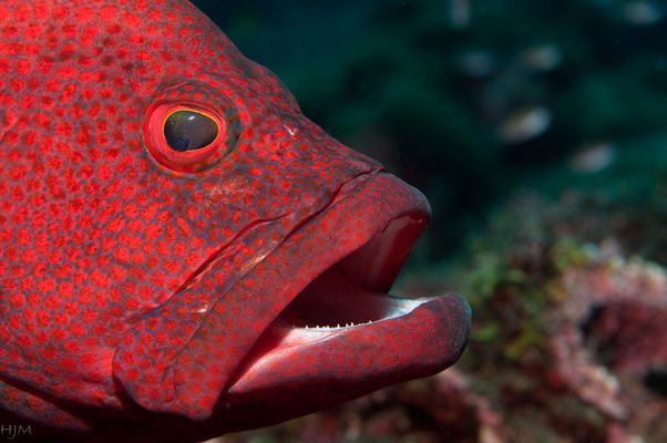 Schön Mund aufmachen