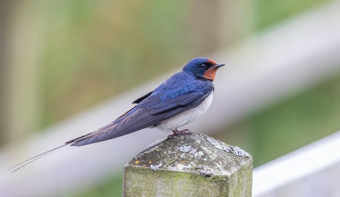 Schön präsentierte sich uns diese Rauchschwalbe...