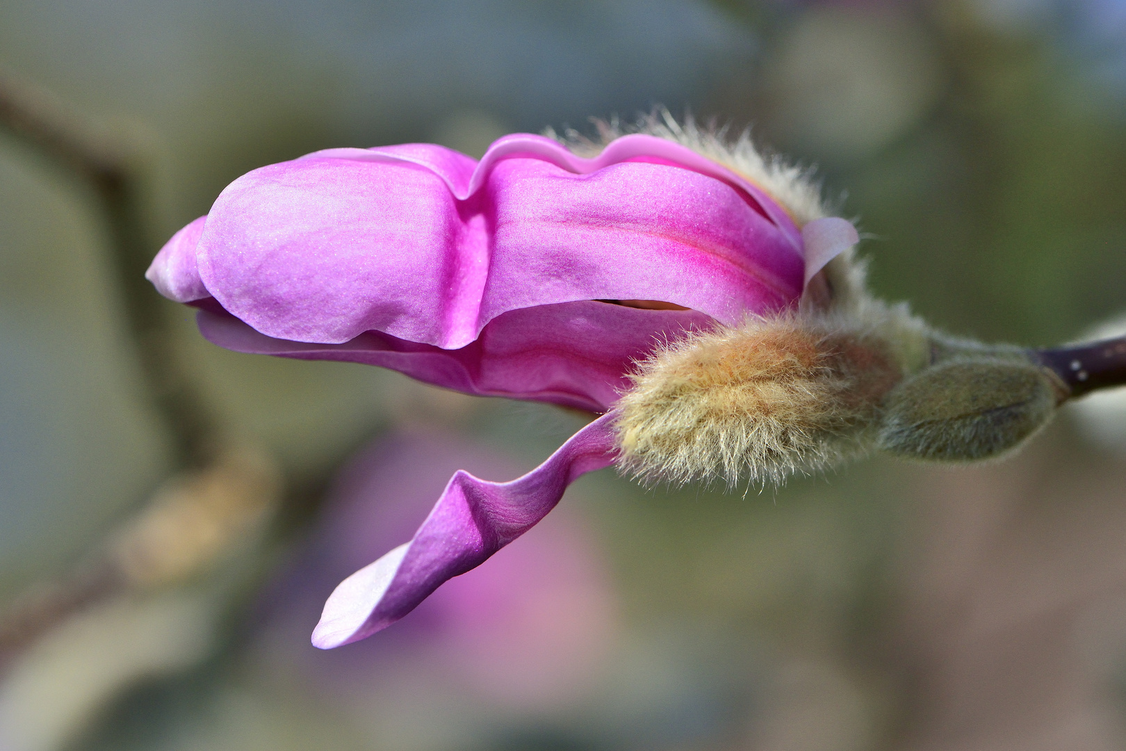 Schön rosa.