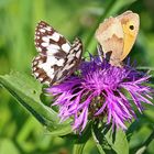 Schön scharf sind sie beide auch nach dem Doppelklick