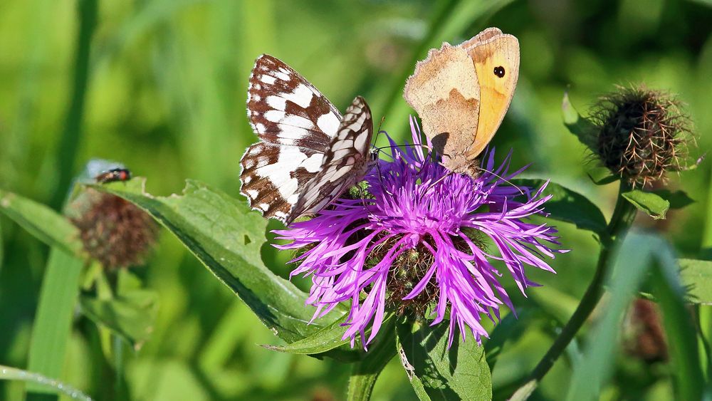 Schön scharf sind sie beide auch nach dem Doppelklick