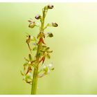 *** Schön --- Schöner --- Listera cordata ***