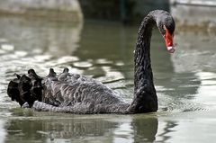 ~~~ schön - schwarz - stolz ~~~