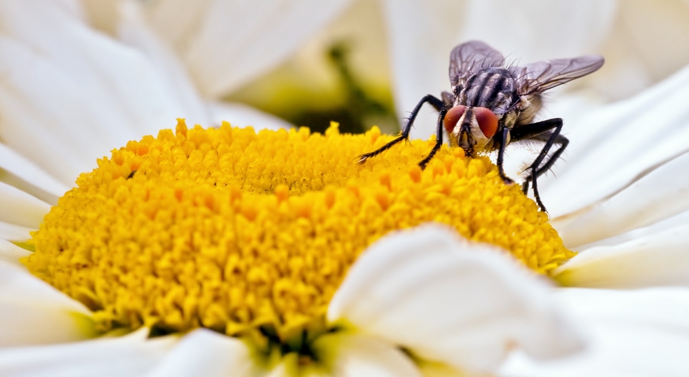 Schön sieht die Fliege auf der Blume dann doch aus