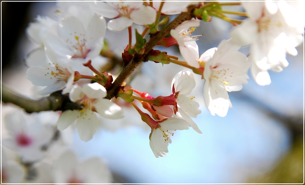 schön sind die Blüten