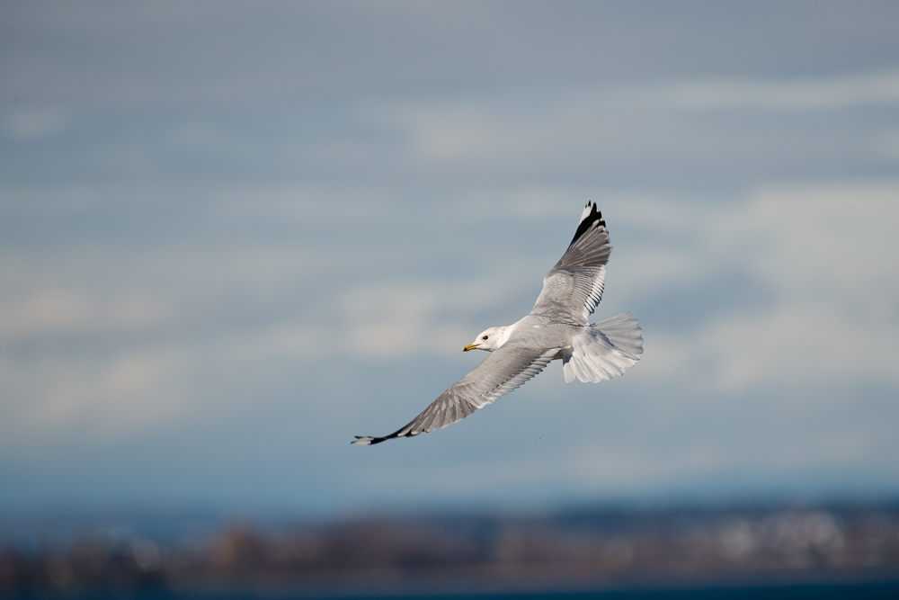 Schön so über dem See zu segeln