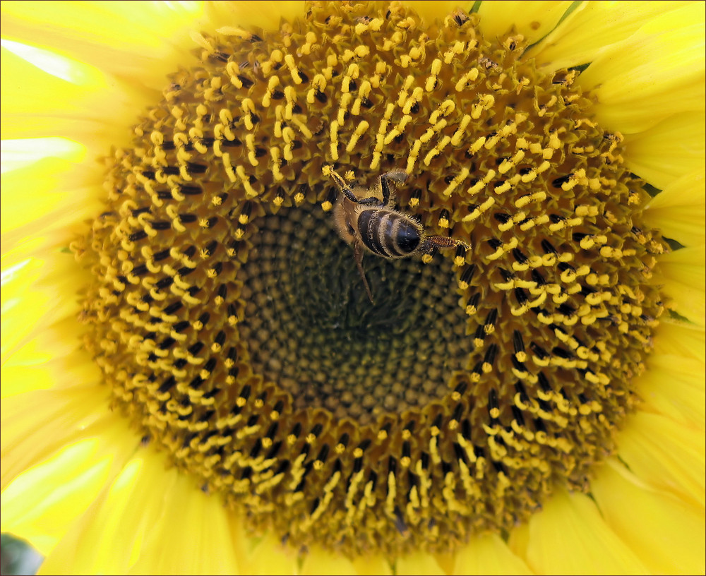 Schön tief bücken.... Foto & Bild | tiere, wildlife, insekten Bilder ...