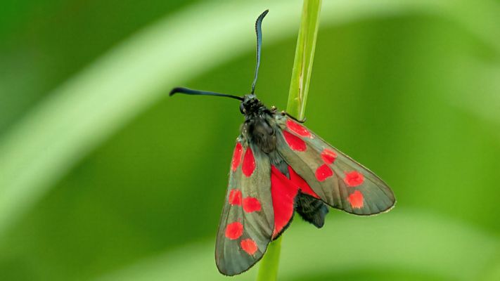 Schön trotz Flecken