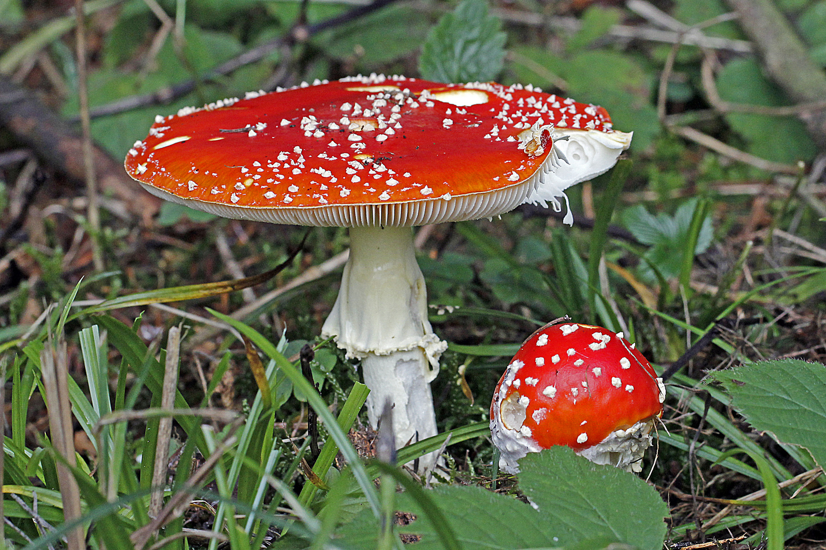 View Tödlich Giftige Pilze Bilder Pictures