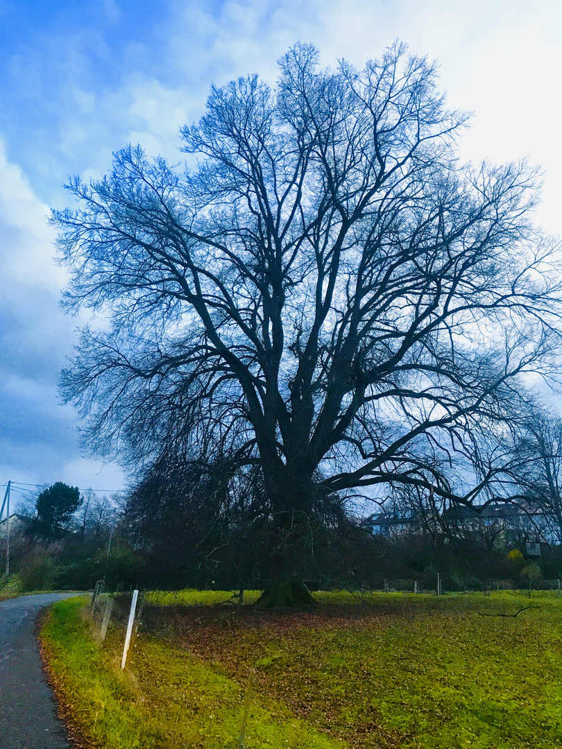 schön und erhaben , der Baum