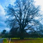 schön und erhaben , der Baum