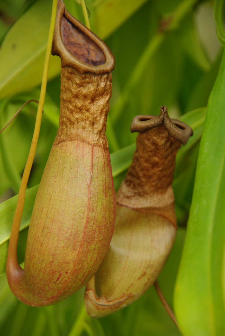 schön und gefährlich - für Insekten