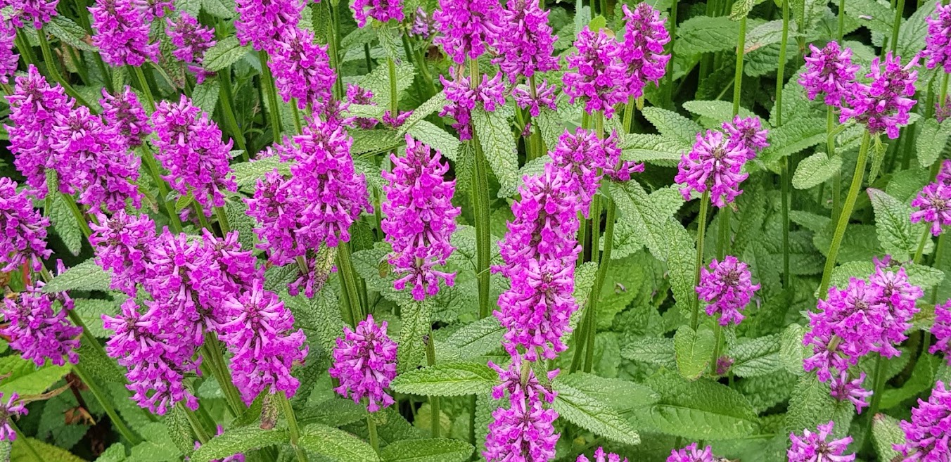 Schön und Gesund - Steppen-Salbei Blauhügel im Piet Oudol Garten i