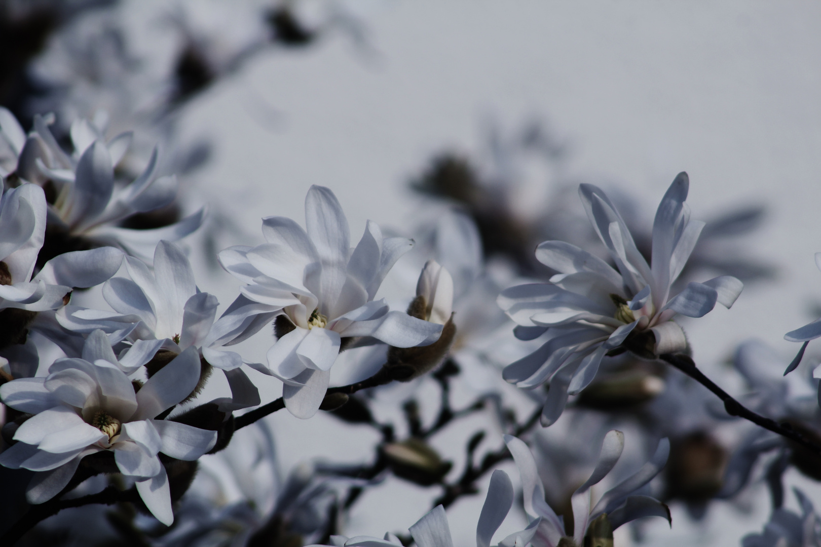 schön und leicht Magnolienblüten