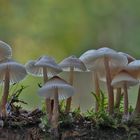 Schön verteilt auf dem Holz