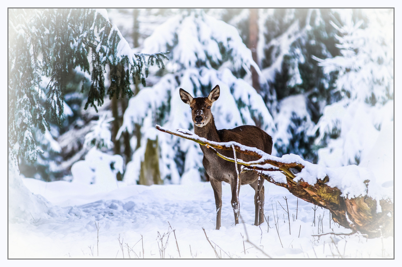 Schön wäre es gewesen wenn Weihnachten Schnee gelegen hätte !!