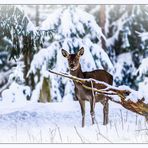 Schön wäre es gewesen wenn Weihnachten Schnee gelegen hätte !!