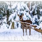 Schön wäre es gewesen wenn Weihnachten Schnee gelegen hätte !!