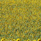 Schön war der Sommer....