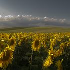 schön war der sommer