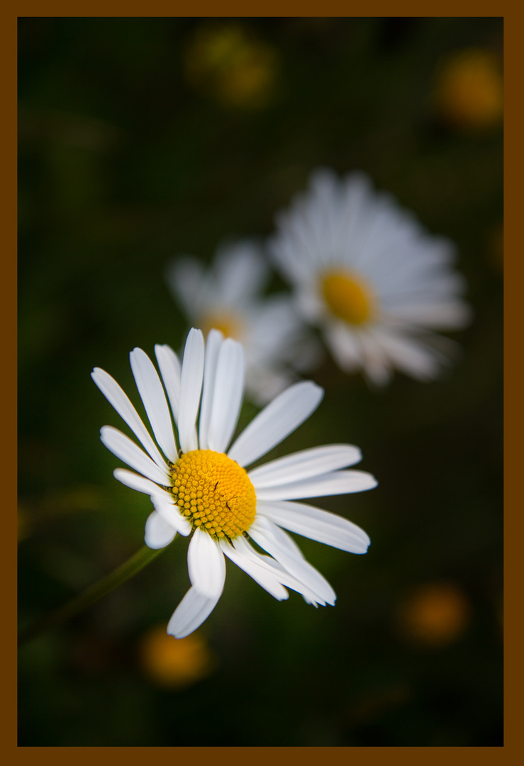 Schön war der Sommer :-)