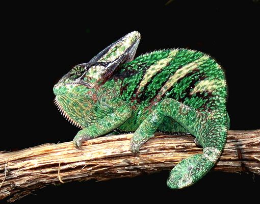 Schön warm hier im Regenwald 