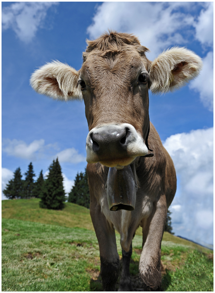 Schön wars im Allgäu