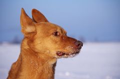 Schön war´s im Schnee