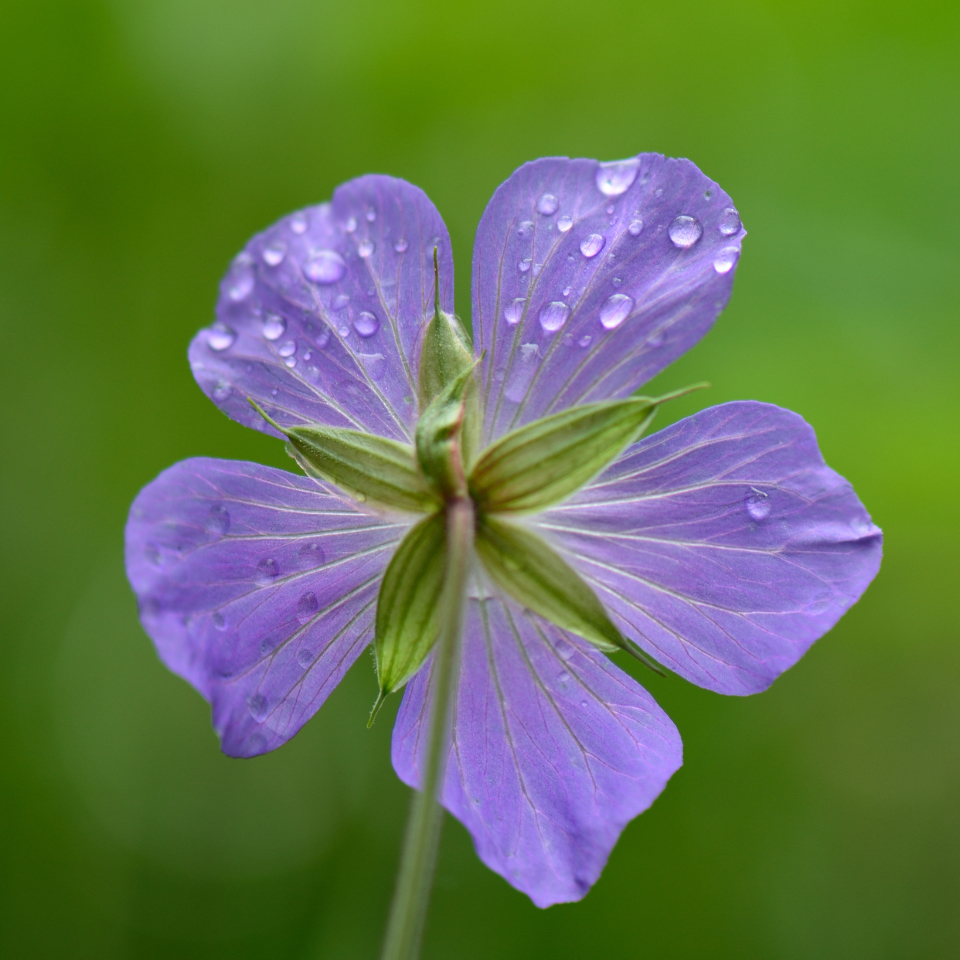 schön wenn der regen wieder aufhört