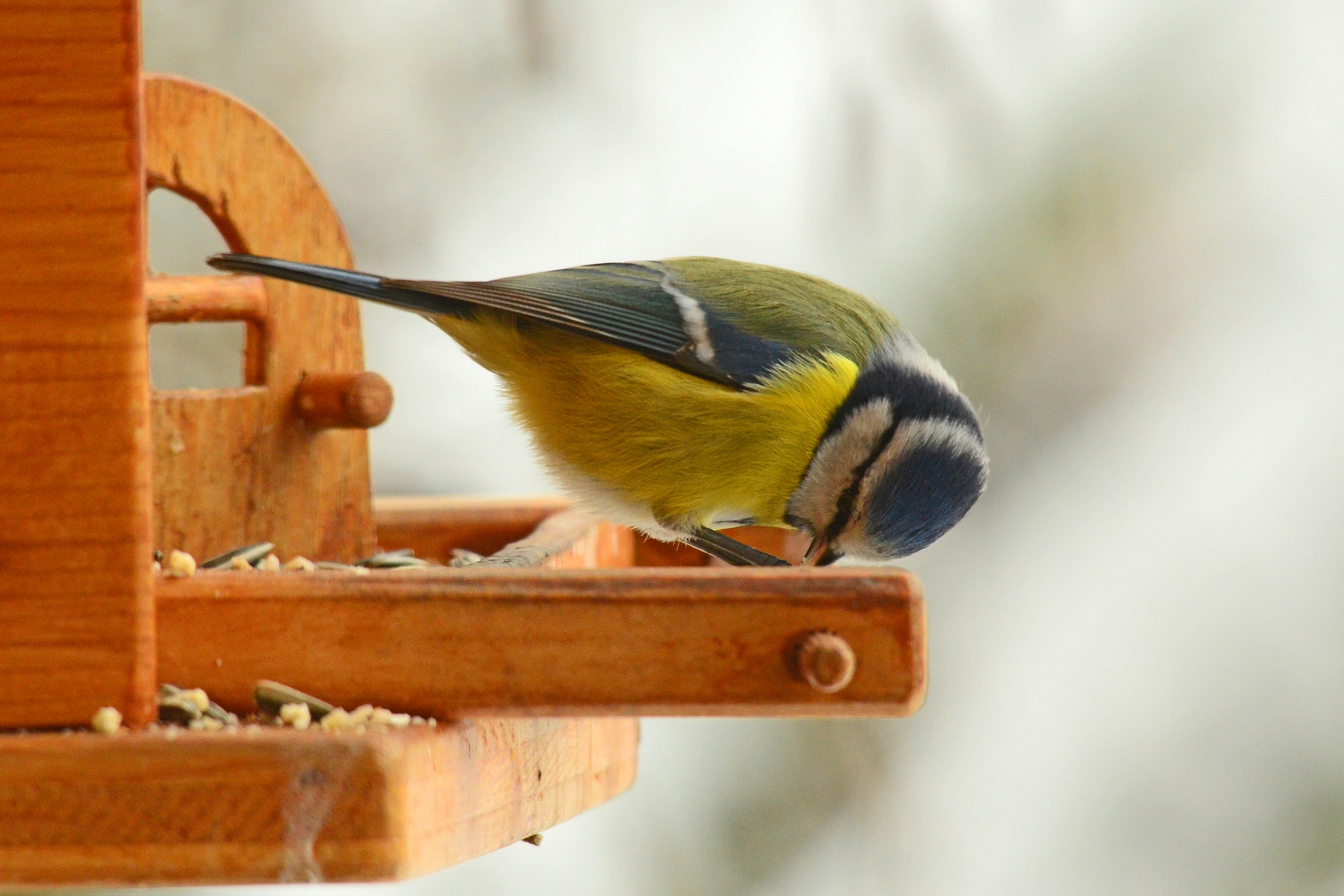 Schön, wenn es Futter gibt am Vogelhäuschen!