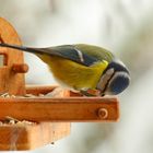 Schön, wenn es Futter gibt am Vogelhäuschen!