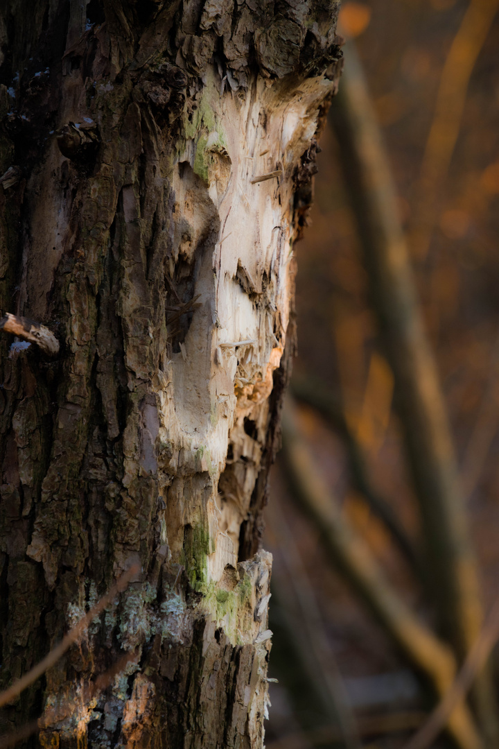 schön wenn "Naturgeister" einen im Wald begrüssen