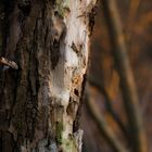 schön wenn "Naturgeister" einen im Wald begrüssen