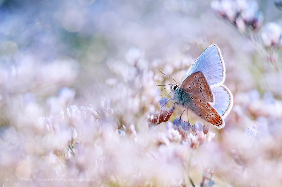 Schön wie eine Blume