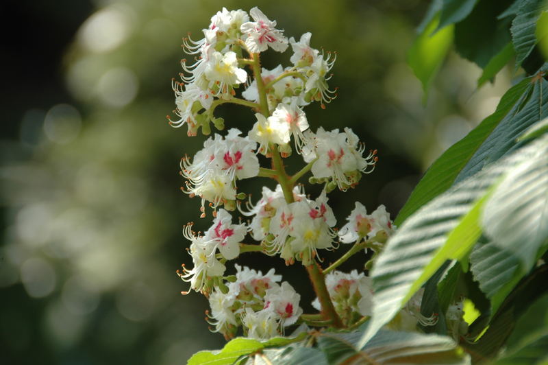 schön wie eine Orchidee