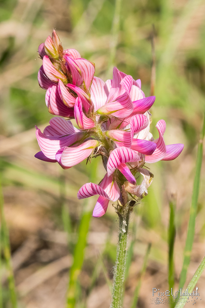 Schön wie eine Orchidee: Saat-Esparsette