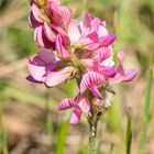 Schön wie eine Orchidee: Saat-Esparsette