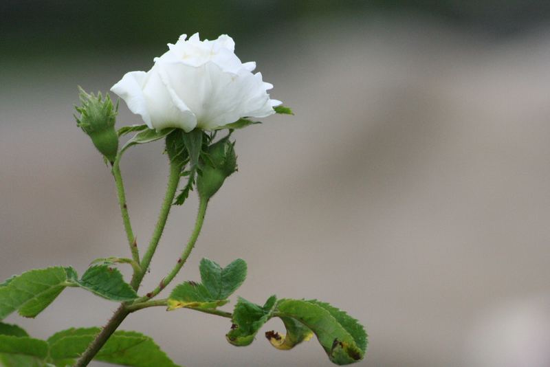 Schön wie eine Rose bist du....