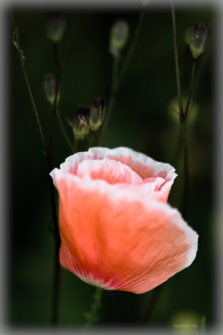 Schön wie eine Rose steh ich da ...